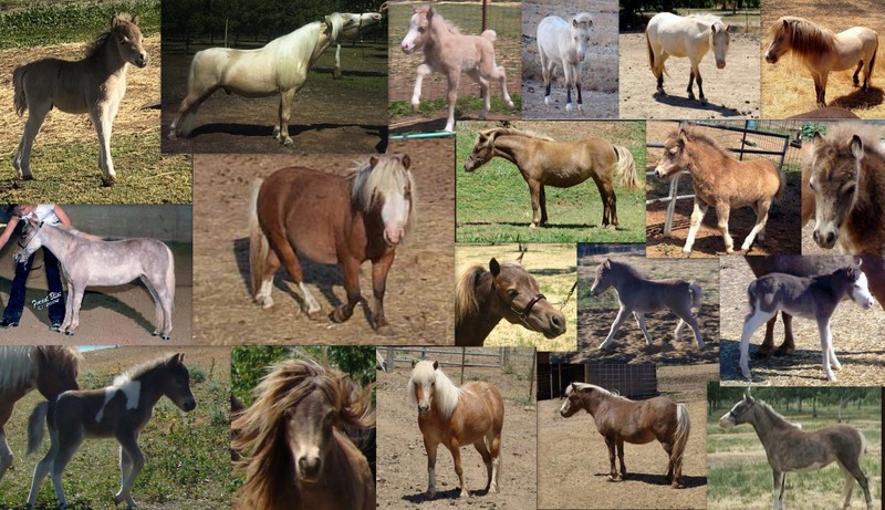 Appaloosa Patterns  Horses, Horse breeds, Horse color chart