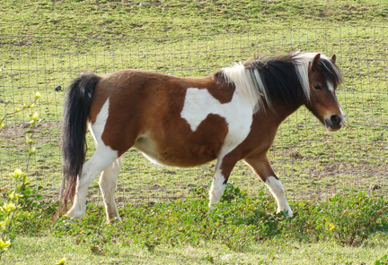 Wesco Farms AToy4Me Brazen Beauty aka Val| Miniature Horses