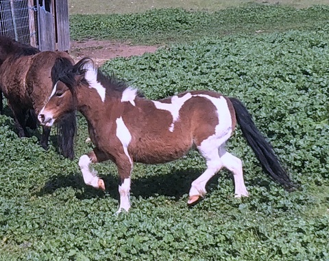 Wesco Farms AToy4Me Brazen Beauty aka Val| Miniature Horses