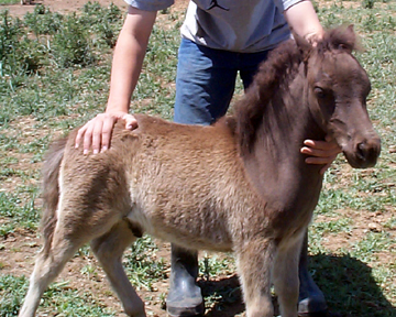 miniature horses coloring pages